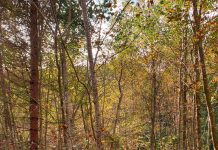 Bieszczady National Park - educational trial