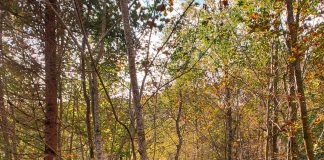 Bieszczady National Park - educational trial