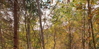 Bieszczady National Park - educational trial